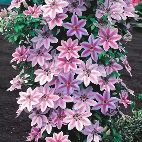 Clematis Nelly Moser la Ghiveci
