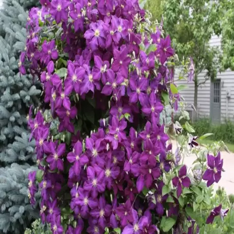 Clematis President la Ghiveci