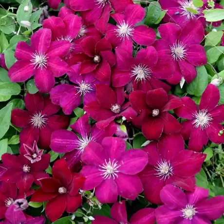 Clematis Rouge Cardinal la Ghiveci