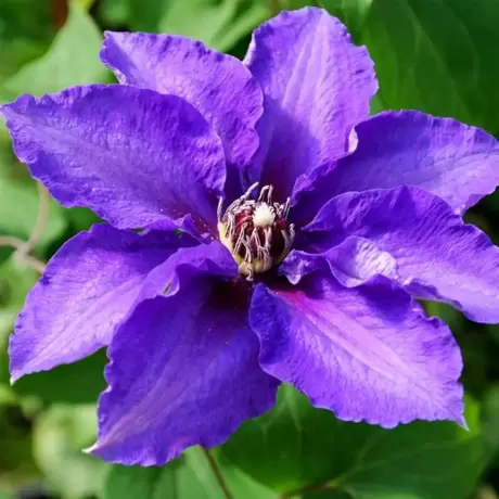 Clematis Suave la Ghiveci