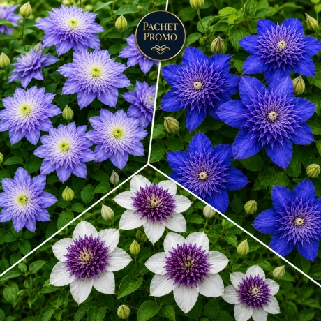 Pachet PROMO 02 - Clematis Florida Sieboldi / Clematis Multi Blue / Clematis Crystal Fountain la Ghiveci