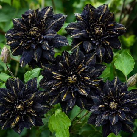 Clematis Golden Eclipse la Ghiveci