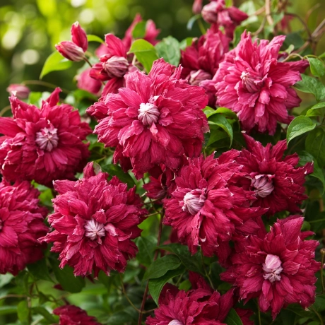 Clematis Duble Viticella Purpurea Plena Elegans la Ghiveci