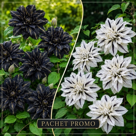 Pachet Promo Clematis - Black & White Elegance
