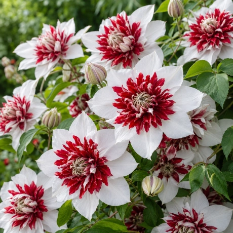 Nume: Clematis Ruby Snow la Ghiveci
