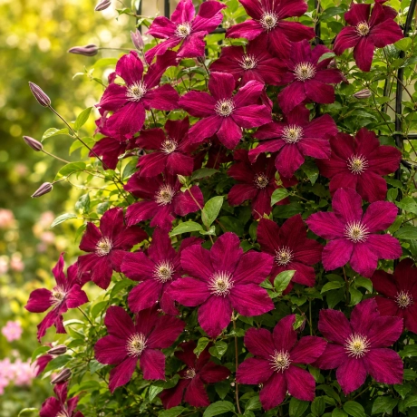 Clematis Rouge Cardinal la Ghiveci