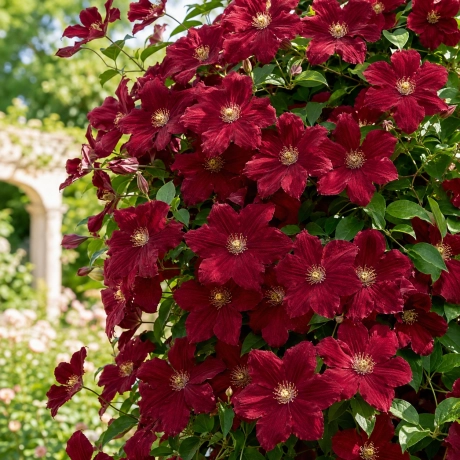 Clematis Niobe la Ghiveci