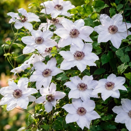 Clematis Miss Bateman la Ghiveci