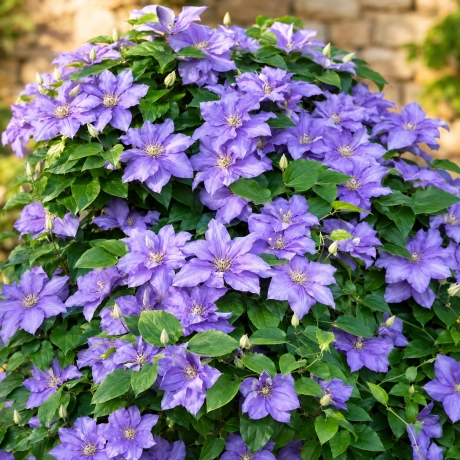 Clematis Blue Angel la Ghiveci