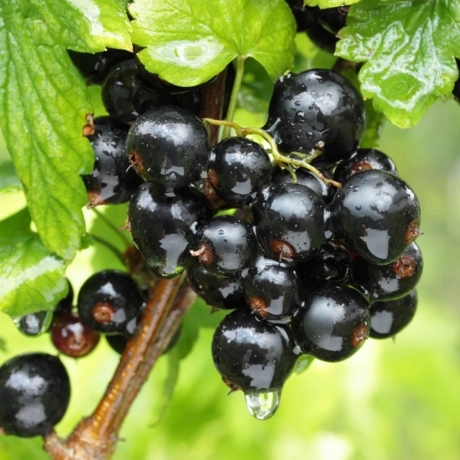 Arbust Fructifer - Coacaz Negru Tufa - Cu Radacina Impachetata