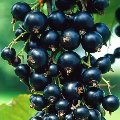 Arbust Fructifer - Coacaz Negru la Ghiveci