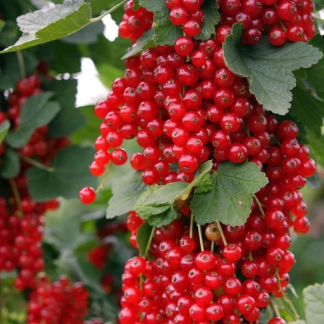 Arbust fructifer - Coacaz Rosu Tip Pom Anul 3 cu Radacina Impachetata
