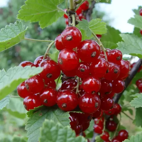 Arbust Fructifer - Coacaz Rosu la Ghiveci
