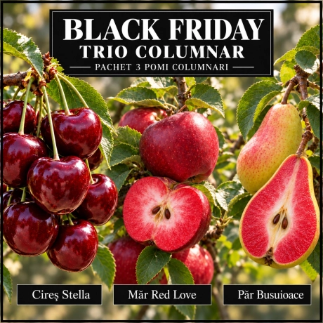 Pachet Black Friday „Trio Columnar”