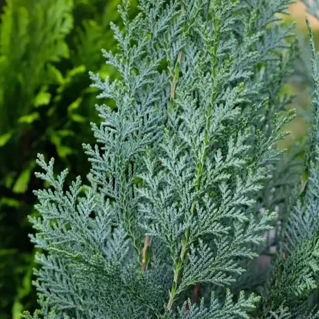 Chamaecyparis Lawsoniana Columnaris la Ghiveci
