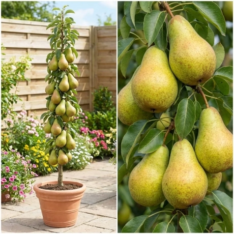 Pom Fructifer - Par columnar Concorde la Ghiveci