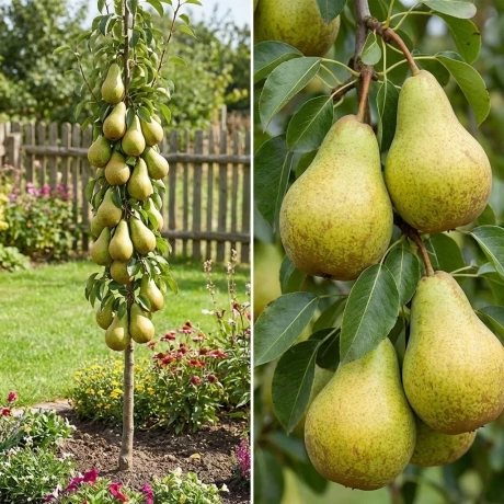 Pom Fructifer - Par columnar Concorde - Anul 4 cu Radacina Nuda