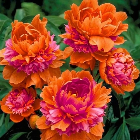 Rizom De Bujori - Coral Charm