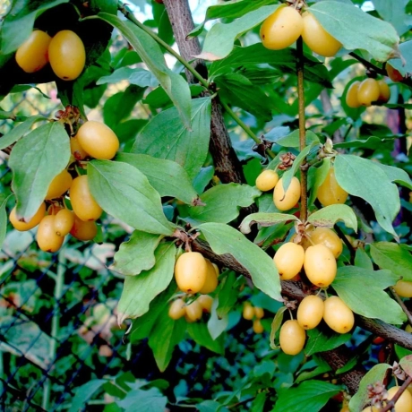 Arbust fructifer - Corn Galben Anul 3 cu Radacina Impachetata Inaltime 120-150 cm, 1 bucata