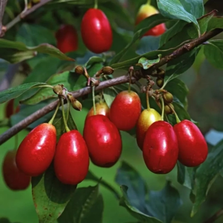 Arbust fructifer - Corn Anul 3 cu Radacina Impachetata