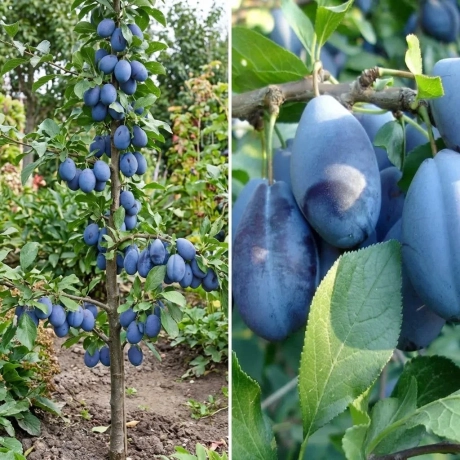 Pom Fructifer - Prun Columnar Stanley - Anul 4 cu Radacina Nuda