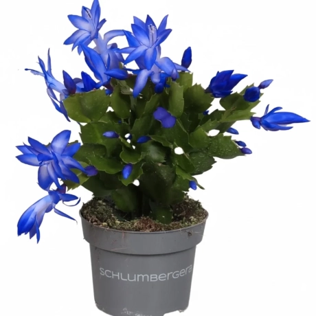 Craciunel Royal Blue  - Schlumbergera Truncata la Ghiveci