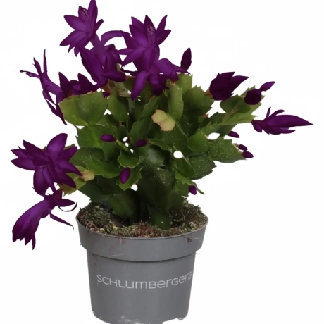 Craciunel Purple  - Schlumbergera Truncata la Ghiveci
