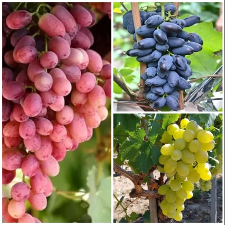 Pachet PROMO 3 Vita de vie - La Ghiveci