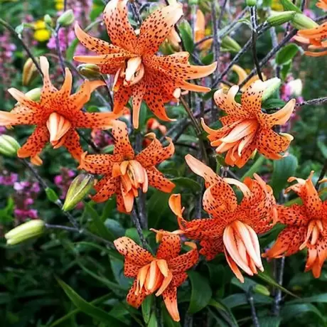 Bulbi de Crini Flora Pleno