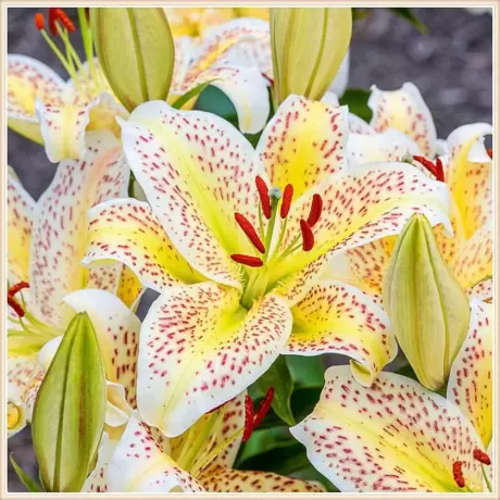 Bulbi de Crini Imperiali Yellow