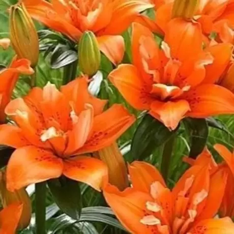 Bulbi de Crini Orange Twins