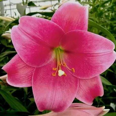 Bulbi de Crin Pink Heaven