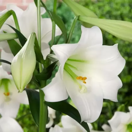 Bulbi de Crini White Present