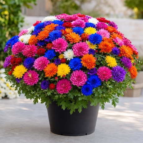 Crizantema Multicolora Curcubeu Regal