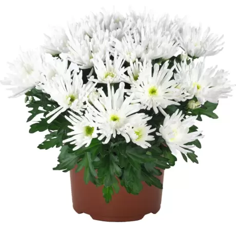 Crizanteme timpurii Splash - White la Ghiveci
