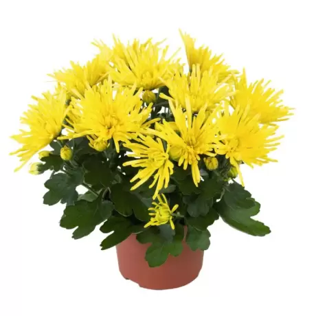 Crizanteme timpurii Splash - Yellow la Ghiveci