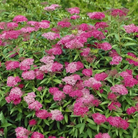 Spiraea - Cununiță Japoneza Anthony Waterer