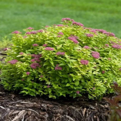 Spiraea - Cununiță Japonica Candlelight