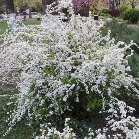 Spiraea - Cununiță Gold Fountain