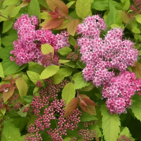 Spiraea - Cununiță Japonica Golden Princess