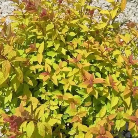 Spiraea - Cununiță Japonica Goldflame