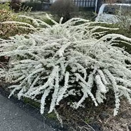 Spiraea - Cununiță Cinerea Grefsheim