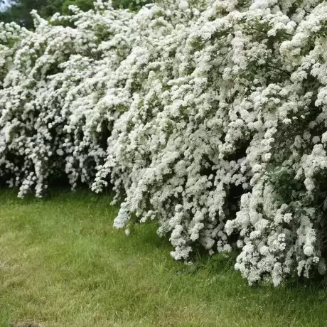 Spiraea - Cununiță Japonica June Bride