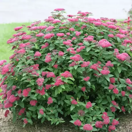 Spiraea - Cununiță Japonica Little Princess