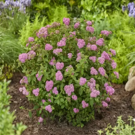 Spiraea - Cununiță Japoneza Neon Flash