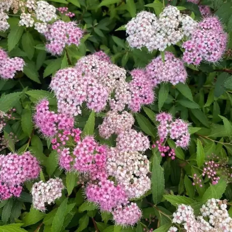 Spiraea - Cununiță Japonica Shirobana