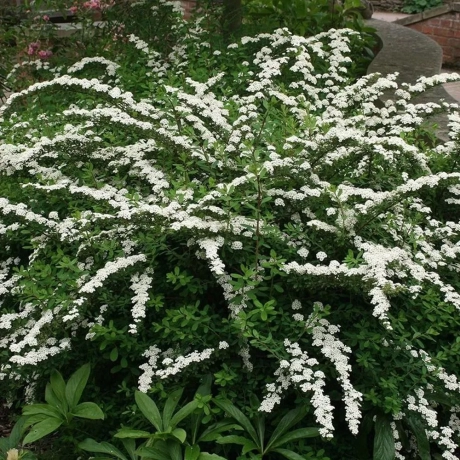 Cununita Alba - Spiraea Nipponica Snowmound la Ghiveci
