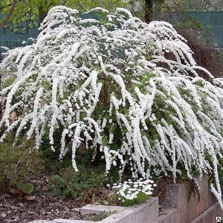 Spiraea - Cununiță Japonica White Carpet