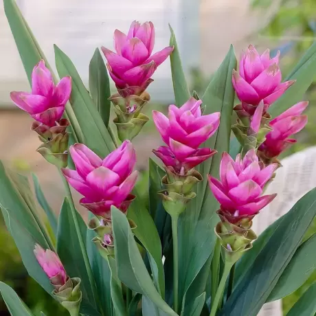 Curcuma Alismatifolia