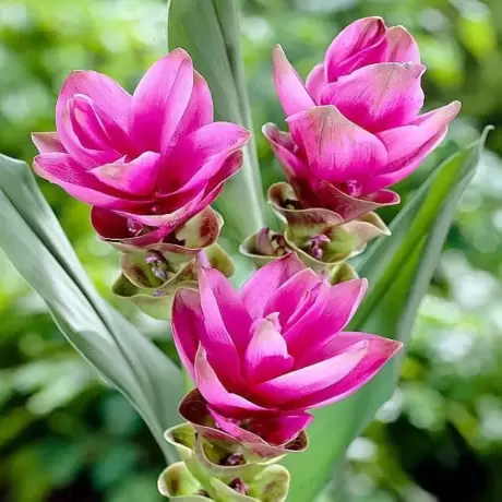 Curcuma Dark Pink